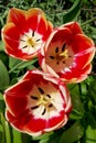 Bright two-color tulips decorative decoration of a spring flower bed Royalty Free Stock Photo