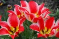 Bright two-color tulips decorative decoration of a spring flower bed Royalty Free Stock Photo