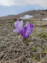 Bright ultra violet crocuses flowers Royalty Free Stock Photo