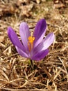 Bright ultra violet crocuses flowers Royalty Free Stock Photo