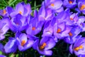 Bright ultra violet crocuses flowers