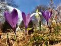 Bright ultra violet crocuses and snowdrops flowers Royalty Free Stock Photo