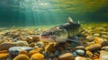Bright underwater view of a big catfish are swimming in the clear water with a colorful pebbles , and the sunlight reflects a