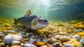 Bright underwater view of a big catfish are swimming in the clear water with a colorful pebbles