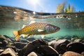 Bright underwater view of a fish are swimming upstream in the clear water on a river stream , and the sunlight reflects a