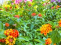 Bright, unusual, summer flowers in a flower bed. fresh marigolds. flowering plants, beautiful garden with fresh flowers