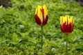 Botanical Garden of Canada Burlington Triumph of Ravana Tulip