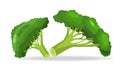 Vector collection of colorful broccoli. Flat and solid color style illustrated.