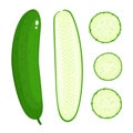 Bright vector collection of colorful different cucumber isolated on white