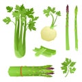 Bright vector illustration of colorful asparagus, celery.