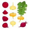 Bright vector illustration of colorful turnips, beets. Royalty Free Stock Photo