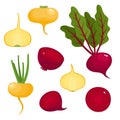 Bright vector illustration of colorful turnips, beets. Royalty Free Stock Photo