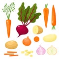 Bright vector illustration of colorful turnips, beets, potato, carrots, onion. Royalty Free Stock Photo