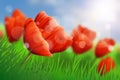 Bright vector poppies. Spring vector, blurred background