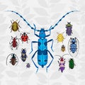 Bright vector set with colorful bugs.