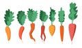 A bright vector set of colorful carrots with tops. Royalty Free Stock Photo