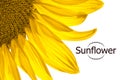 Bright Vector stock illustration eps10 sunflower flower. Isolate on white background