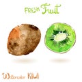 Bright vector watercolor hand drawn fruit kiwi