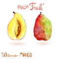 Bright vector watercolor hand drawn fruit mango Royalty Free Stock Photo