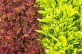 Bright vegetable background of red and green lettuce leaves in a garden bed on a sunny day. Royalty Free Stock Photo