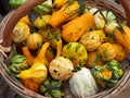 Bright vegetables in a wooden basket. zucchini Royalty Free Stock Photo