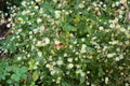 Bright very small daisies, small flowers throughout the bush is located in the Shevchenko housing estate, the city of Dnipro, Ukra Royalty Free Stock Photo