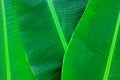 Bright and vibrant green layered banana plantain leaves flat lay for natural and fresh summer tropical background wallpaper.