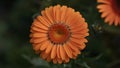 Bright vibrant orange gerber daisy bloom in close up shot Royalty Free Stock Photo