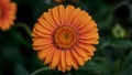 Bright vibrant orange gerber daisy bloom in close up shot Royalty Free Stock Photo