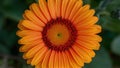 Bright vibrant orange gerber daisy bloom in close up shot Royalty Free Stock Photo