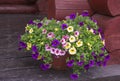 Bright vibrant petunia flowers