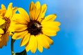 Bright, vibrant yellow sunflower occupied by a honey bee at the center of the bloom set against a black background Royalty Free Stock Photo