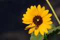 Bright, vibrant yellow sunflower occupied by a small yellow spider and a honey bee at the center of the bloom set against a black Royalty Free Stock Photo