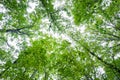 Bright view of trees in the forest view from the ground looking up limbs and branches