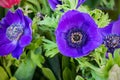 Ultra Violet Anemone Flower