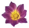 Bright violet flower of a dahlia on a white isolated background with clipping path. Flower for design, texture, postcard, wrapper Royalty Free Stock Photo