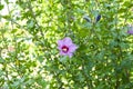 Bright violet flower of hibiscus Hibiscus rosa sinensis on green background. Karkade native to tropical regions. Hawaiian wild v