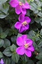 Bright violet flowers and leaves.