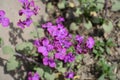 Bright violet flowers of Lunaria annua in spring Royalty Free Stock Photo