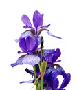 Bright violet iris, Purple Iris Flower isolated on white.