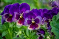 Bright violet pansies in the garden