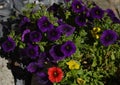 Bright violet, yellow and red petunia flowers on a sunny day Royalty Free Stock Photo