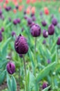 Bright violet tulip in dew closeup on a field