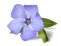 Bright violet wild periwinkle flower