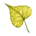 Bright and vivid autumn leaf of a linden tree, hand drawn watercolor illustration isolated on white background. Royalty Free Stock Photo