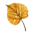 Bright and vivid autumn leaf of linden tree, hand drawn watercolor illustration isolated on white background. Royalty Free Stock Photo