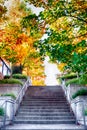 Bright vivid colorful autumn fall leaves