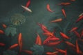 Bright vivid red and orange gold fish in pond Royalty Free Stock Photo