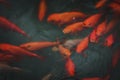 Bright vivid red and orange gold fish in pond Royalty Free Stock Photo