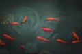 Bright vivid red and orange gold fish in pond Royalty Free Stock Photo